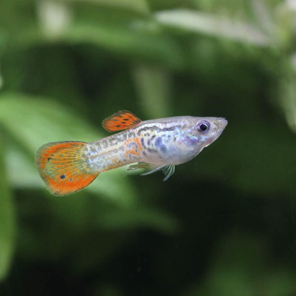 Amazon.co.jp: (Tropical Fish) Orange Lace Cobra Round Tail Guppy